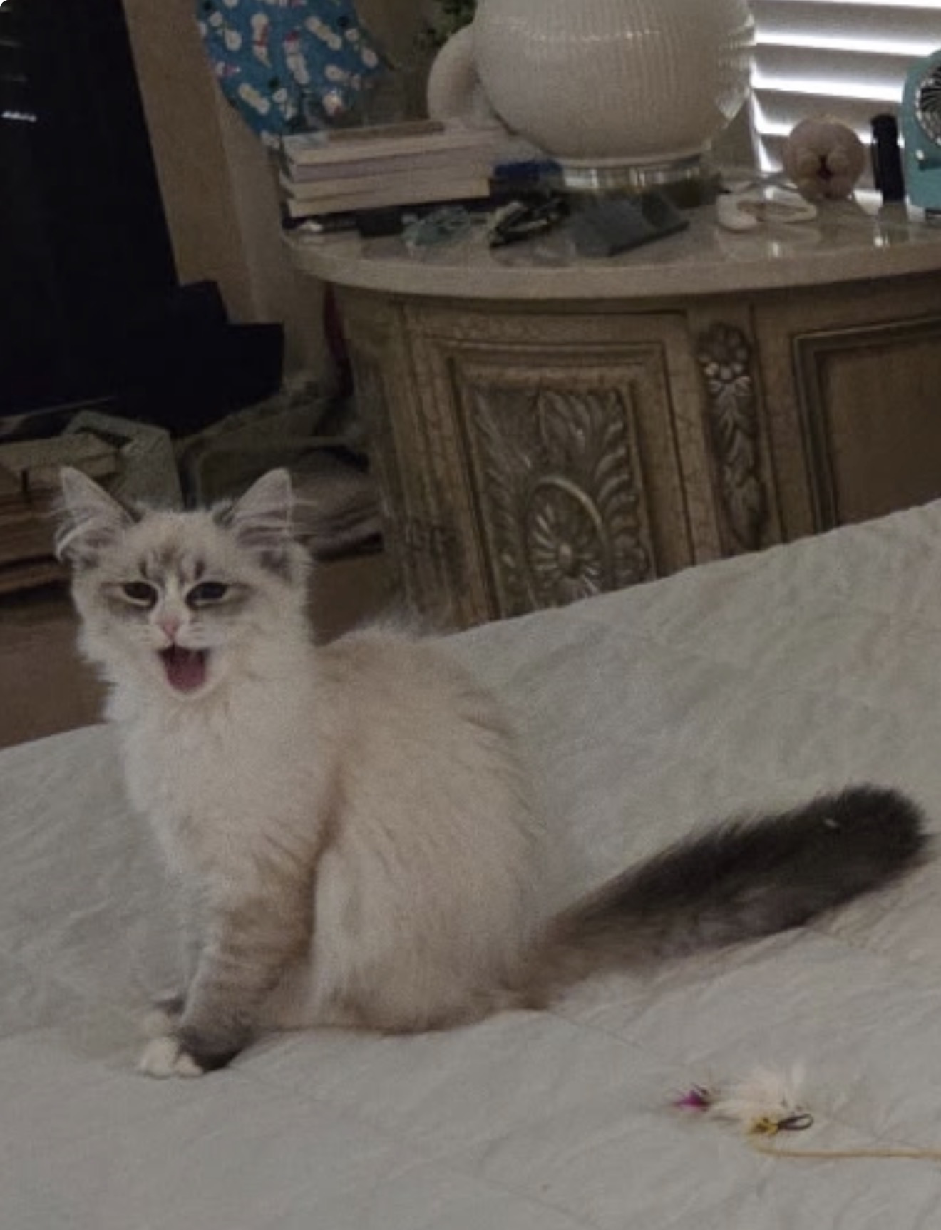 Siberian kitten mid-meow on a bed
